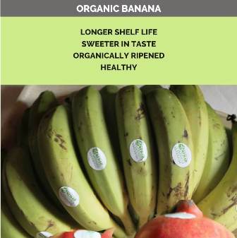 Organic Banana Fresh